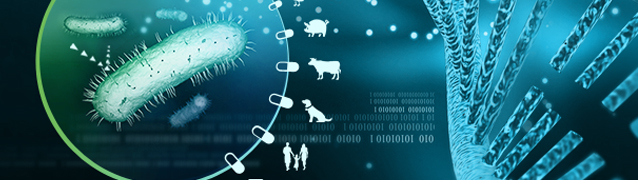 EFFORT: Ecología y transmisión de las resistencias a antibióticos de la granja a la mesa